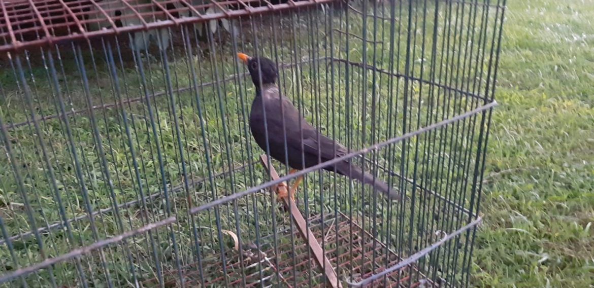 Pico: secuestraron 62 cardenales, picahuesos y zorzales