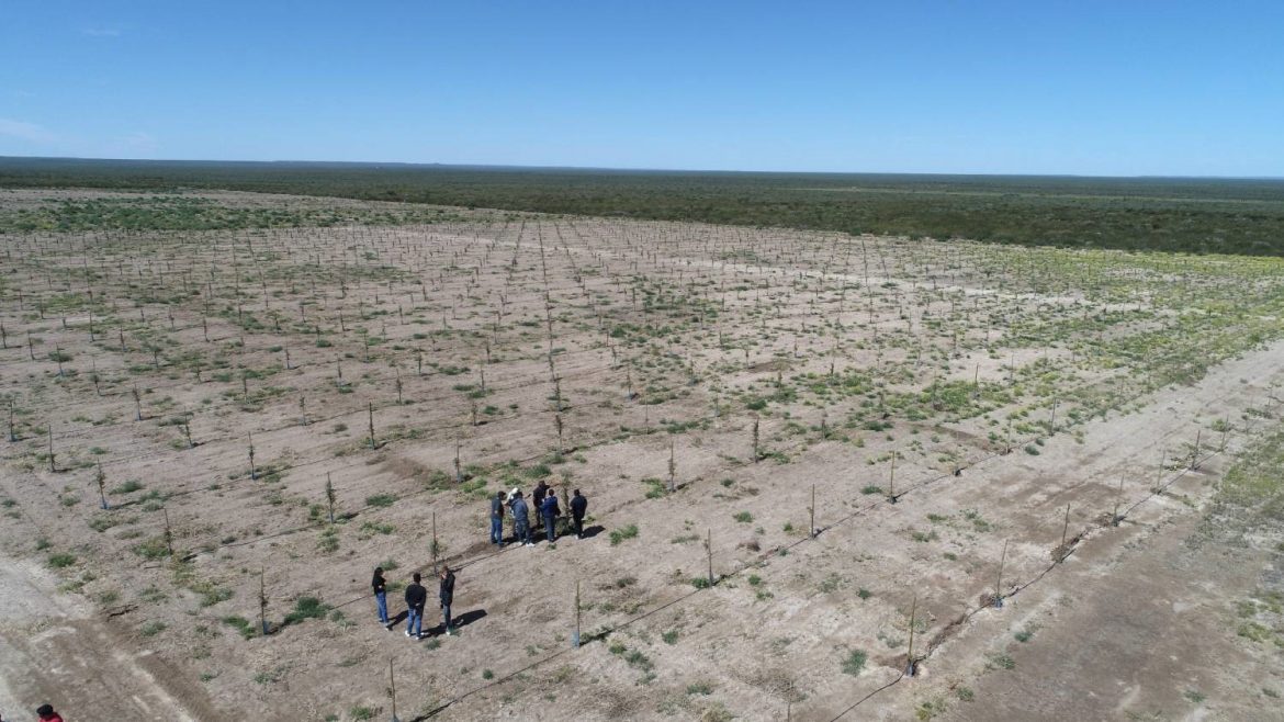 Pistachos, la novedosa producción del “oro verde” en Casa de Piedra