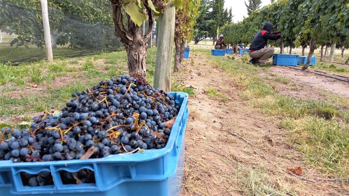Se duplica área productiva de Casa de Piedra: se asignaron 413 hectáreas a 4 nuevos emprendimientos