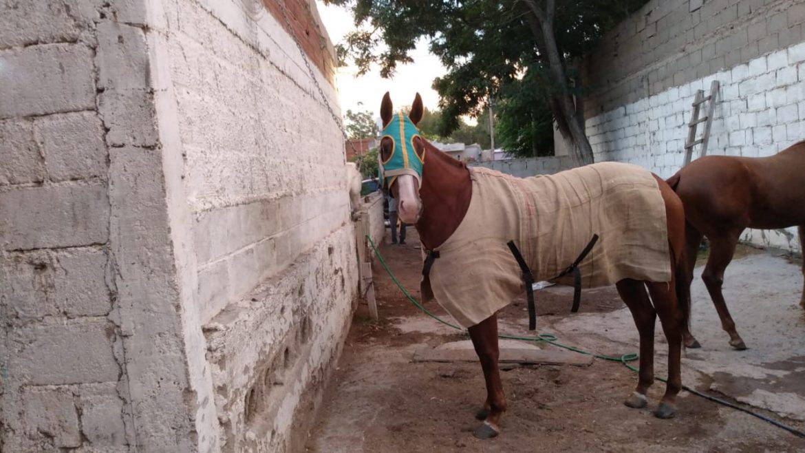 Robaron en el hipódromo de Santa Rosa una yegua valuada en $1 millón y la encontraron en Río Negro