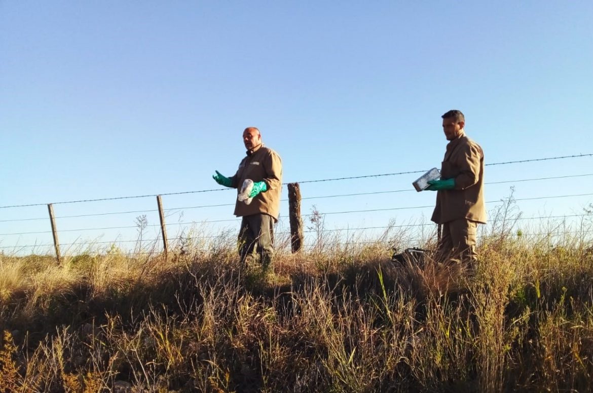 Capturan roedores en campos de Luiggi y Ccaleufú para detectar si pueden contagiar la Fiebre Hemorrágica Argentina