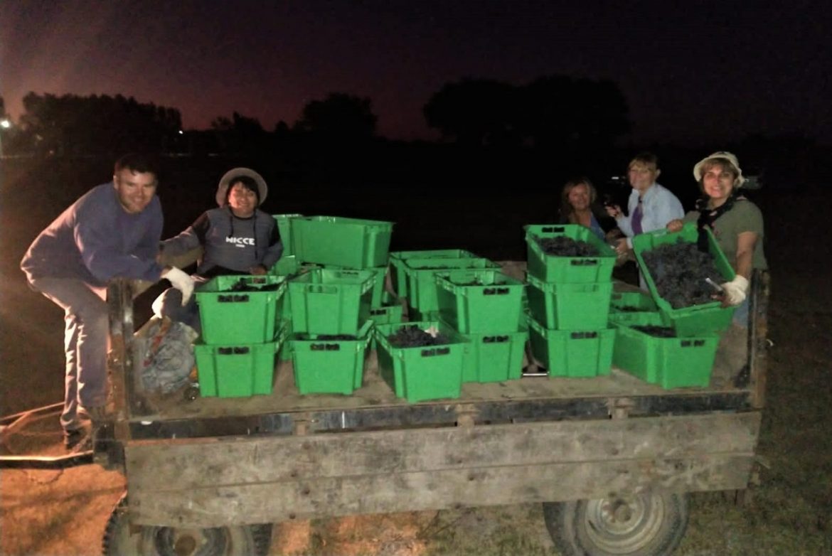Destacan el excelente rendimiento en la tercera vendimia de Pichi Huinca