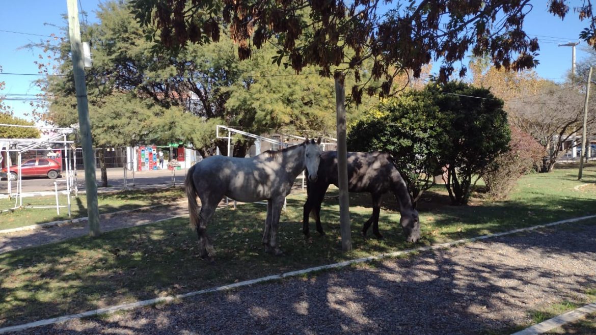 Caballos sueltos en el centro de Santa Rosa