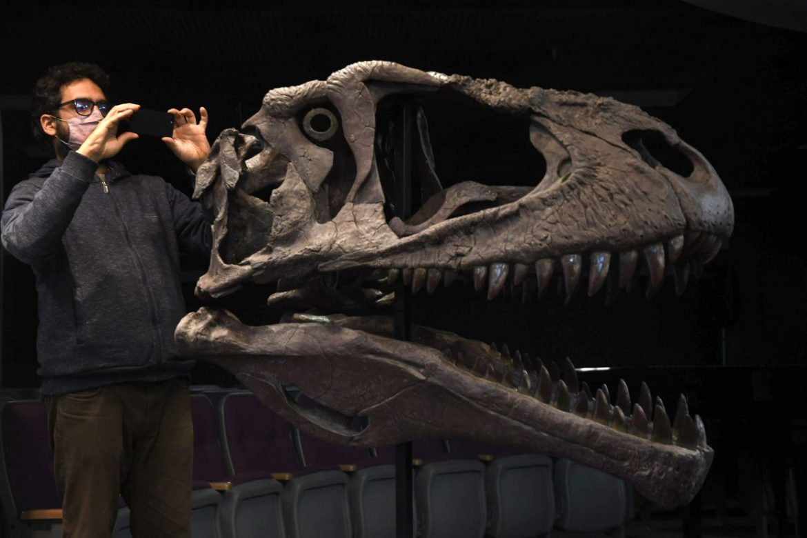 Meraxes: encontraron el esqueleto más completo del “devorador de dinosaurios” que vivió en la Patagonia
