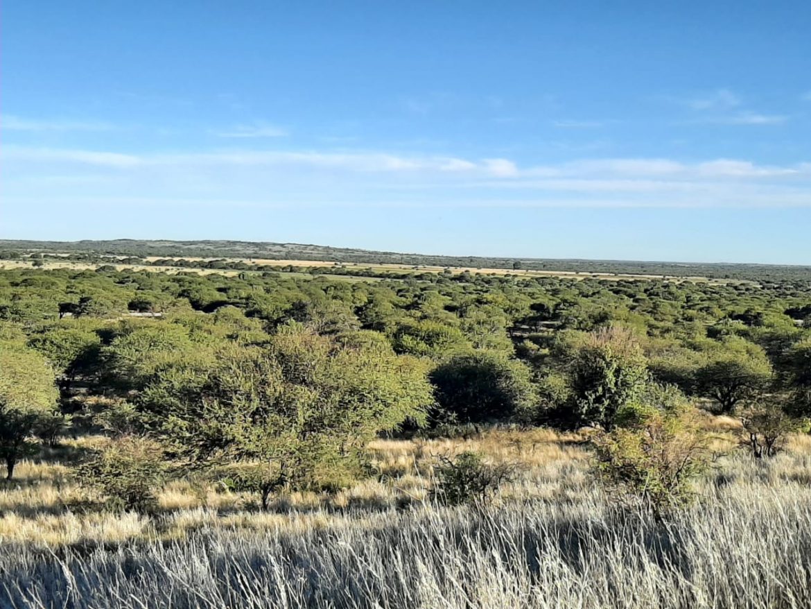 Avanza la creación del Parque Nacional El Caldenal en la zona de Victorica