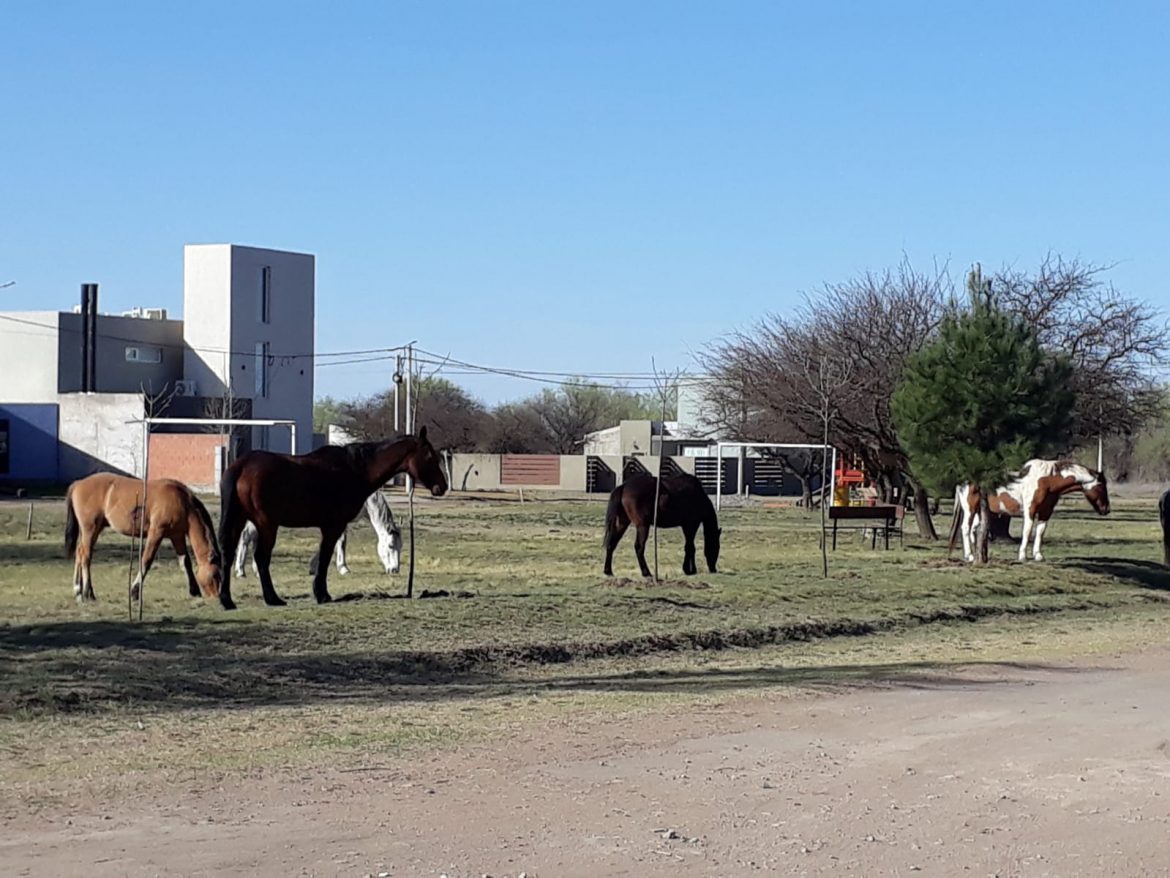 Proyecto para prohibir los caballos sueltos en Santa Rosa