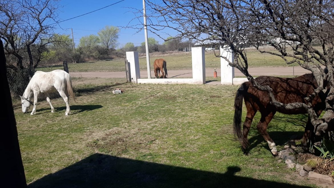 Caballos sueltos: vecinos piden al municipio una solución