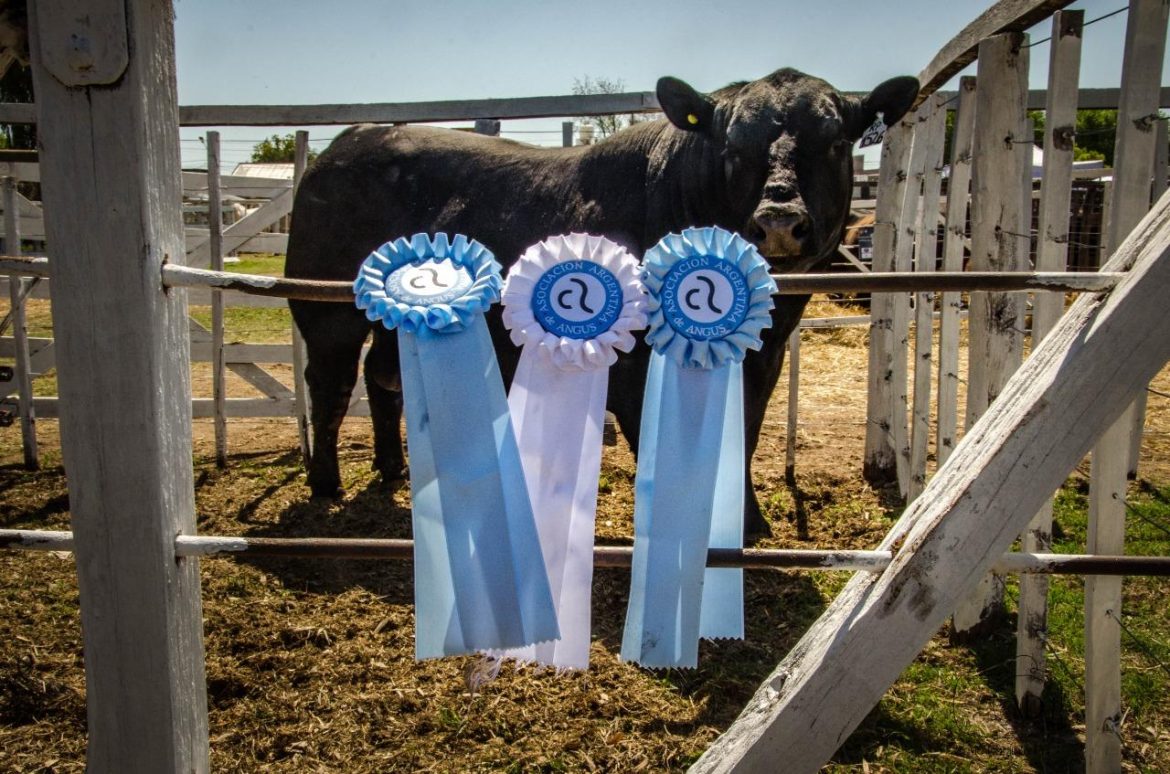 Veterinarios rechazan la eliminación de la ley de control de reproductores de pedigree