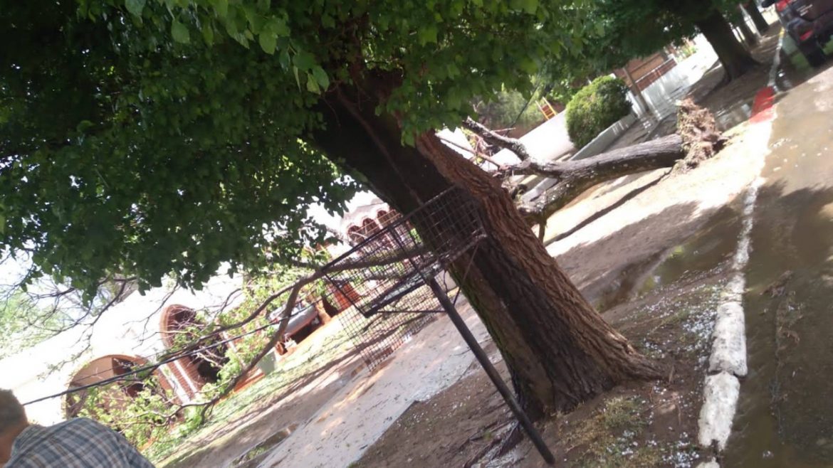 Rancul: se cayó un árbol y provocó daños importantes en una vivienda