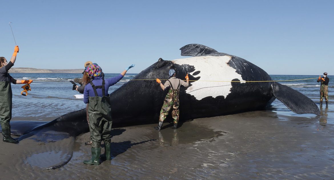 Chubut: ya son 30 las ballenas muertas en el Golfo Nuevo