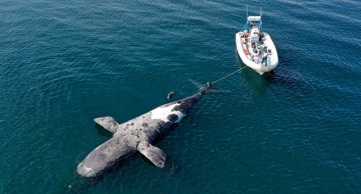 Hallan más cadáveres de ballenas en el Golfo Nuevo