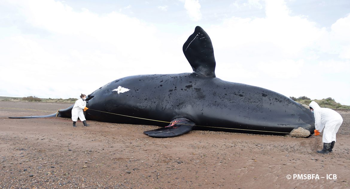 Treinta ballenas muertas: confirmaron el hallazgo de toxinas de “marea roja”