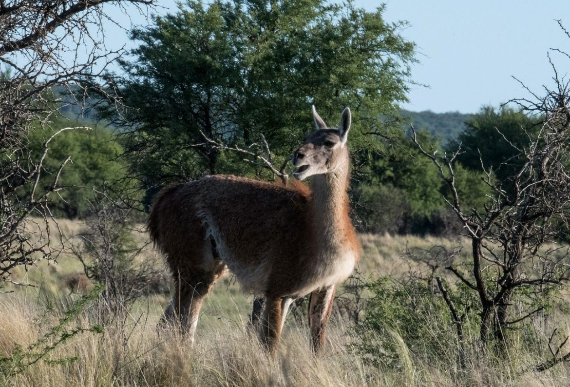 Traen desde Santa Cruz unos 45 guanacos para el Parque Luro