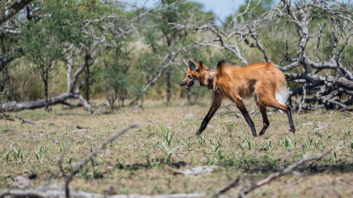 Devolvieron a su hábitat natural a un ejemplar hembra de aguará guazú en Santa Fe