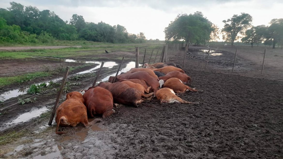 Formosa: un rayo mató a 65 terneros en un corral