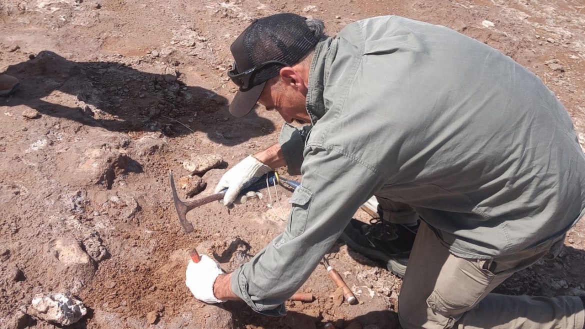 En la laguna de Utracán rescatan restos de un gliptodonte y de un mamífero