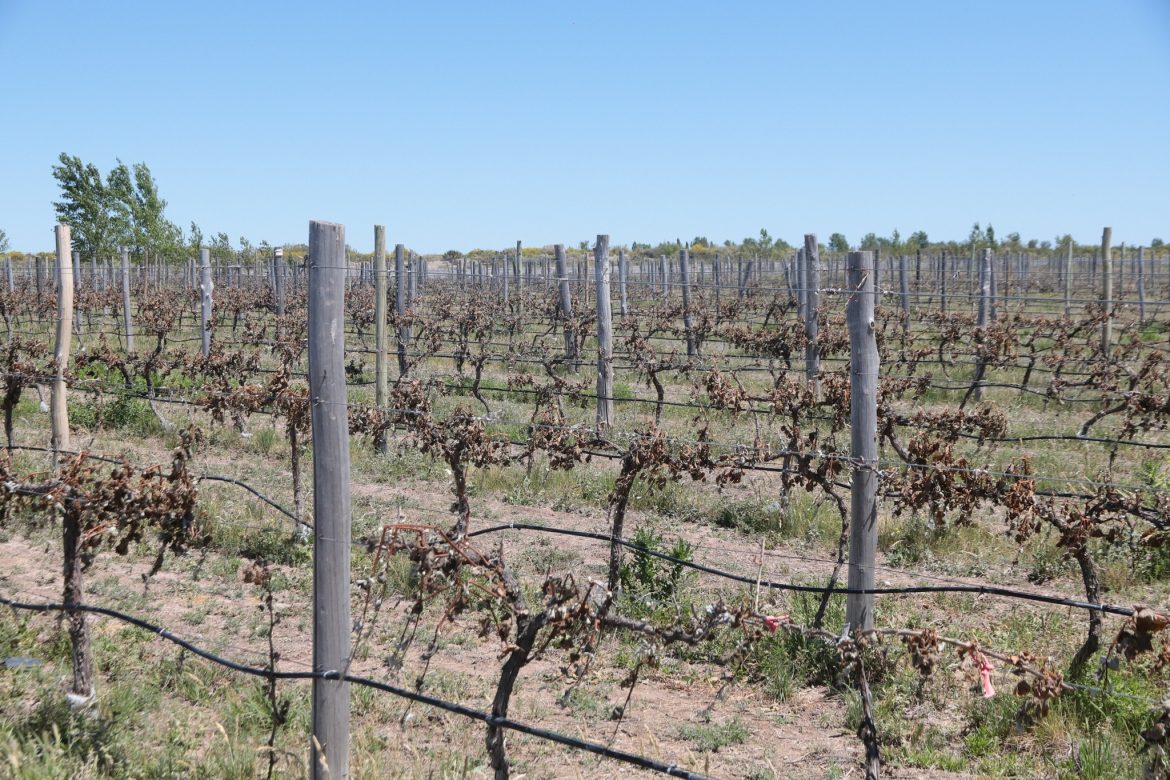 “Por la helada, viñedos de Pichi Huinca, Telén, 25 y Acha quedaron prácticamente destruidos”