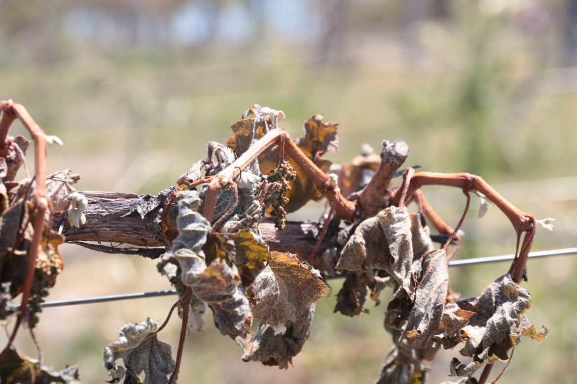 Una helada tardía provocó estragos en viñedos de Telén, Duval y 25