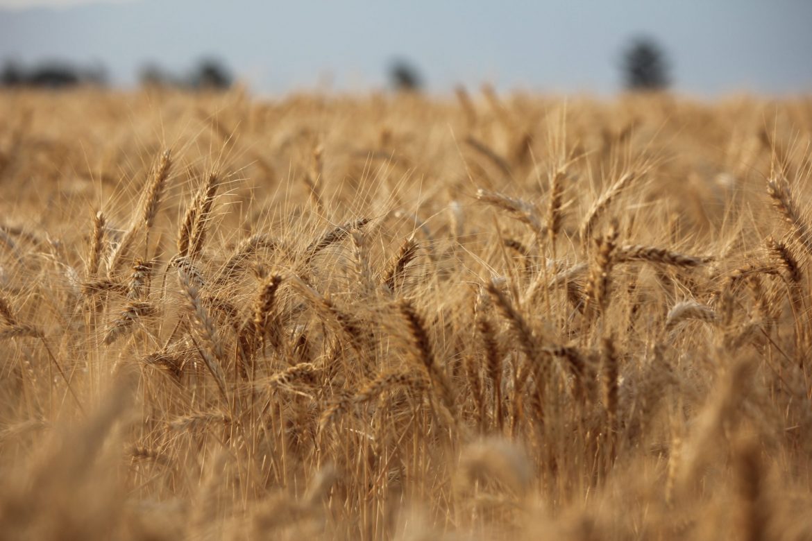 El Gobierno extendió la baja de retenciones para el trigo y cebada hasta 2026 y vuelve a subir a la soja