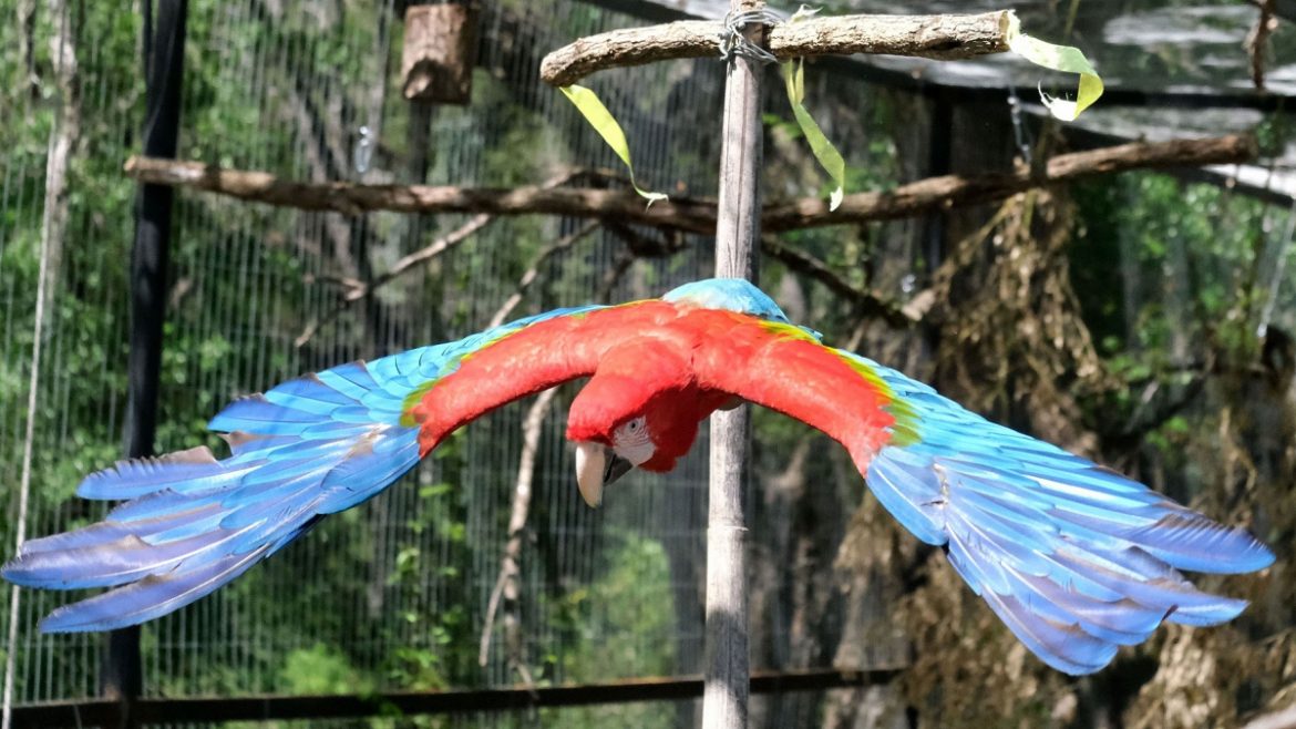 Extintos durante 150 años, los guacamayos rojos comienzan a poblar el cielo de los esteros del Iberá