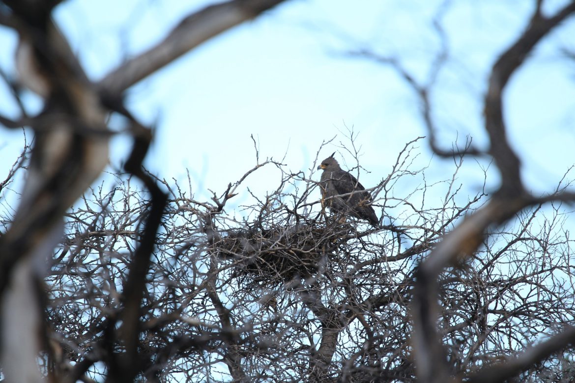 El Cecara detectó un récord de 22 nidos de águila coronada en 2022