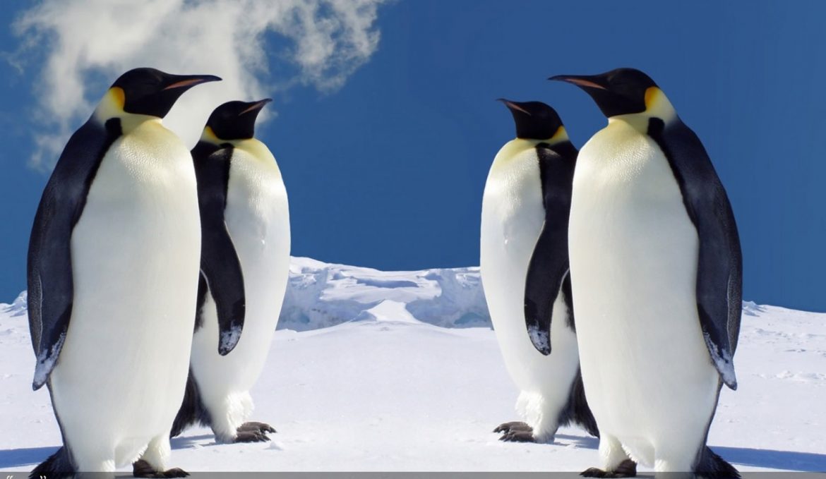 Descubrieron una nueva colonia de pingüinos emperador en la Antártida