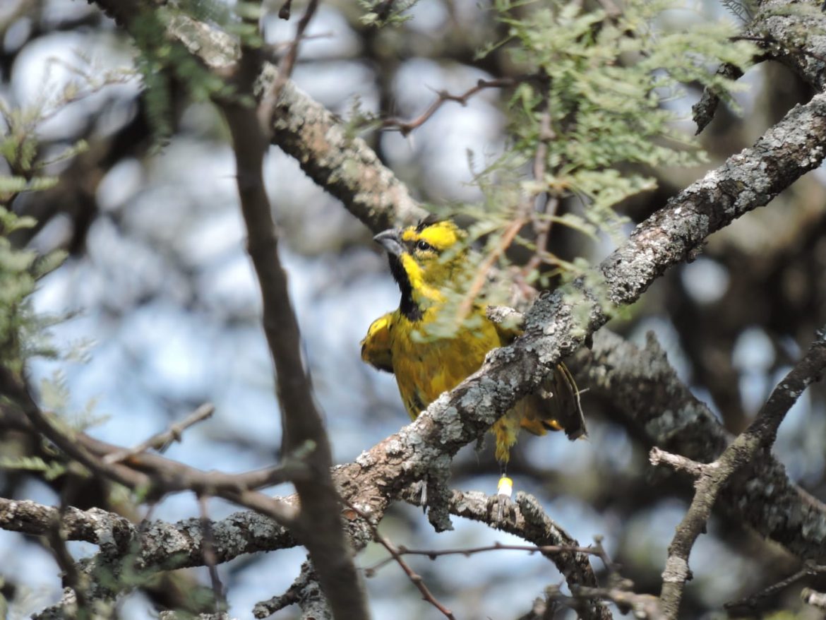 En una reserva privada liberan cardenales decomisados a infractores