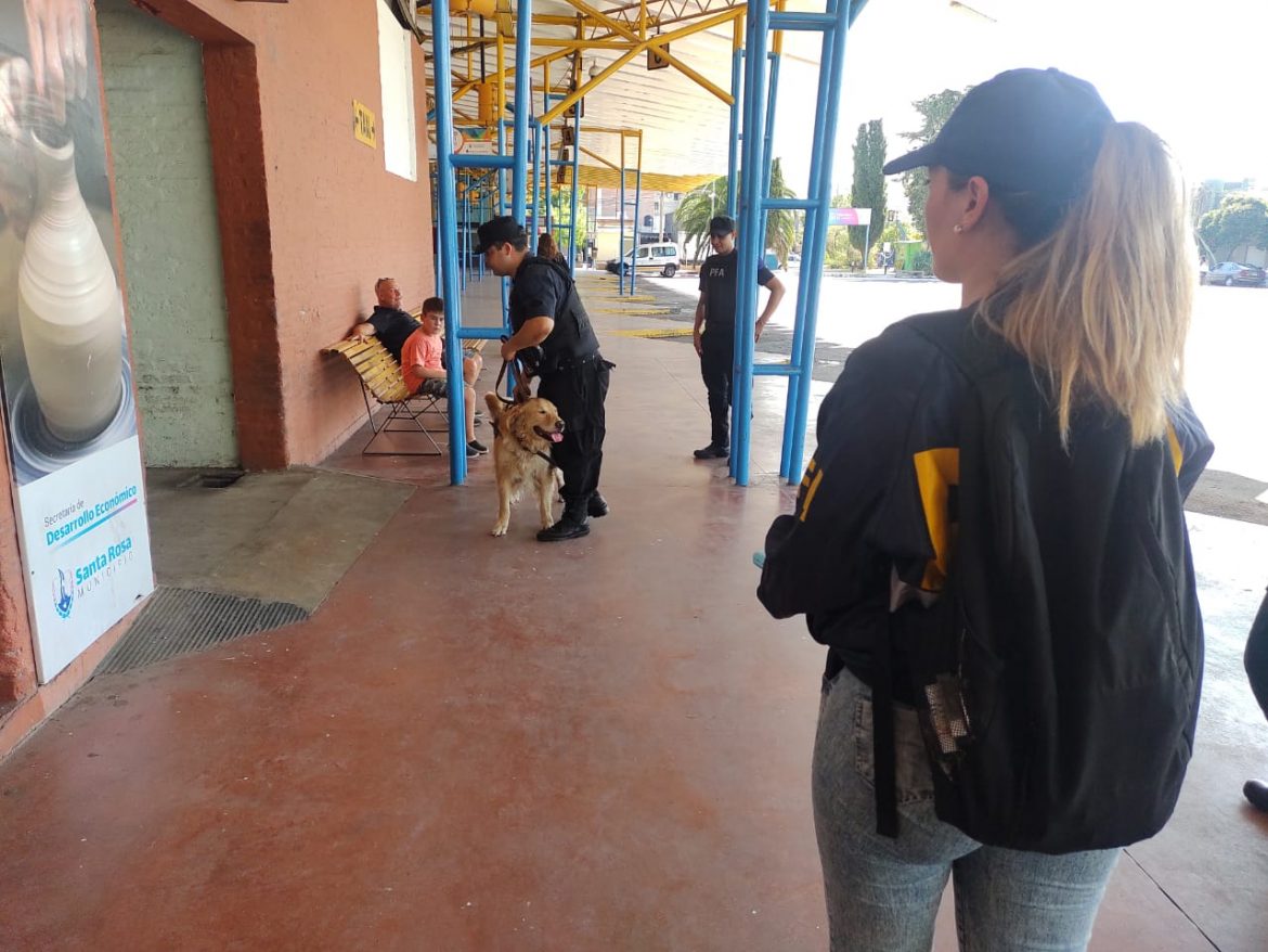 La Federal incautó medio kilo de marihuana en la terminal de Santa Rosa