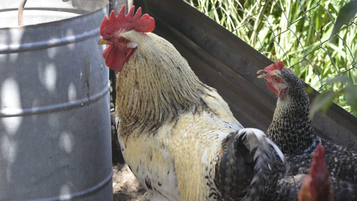 Desde el Senasa advierten que la influenza aviar “llegó para quedarse”