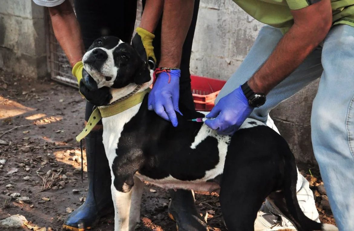 Bloqueo sanitario en el centro de Santa Rosa por un murciélago con rabia