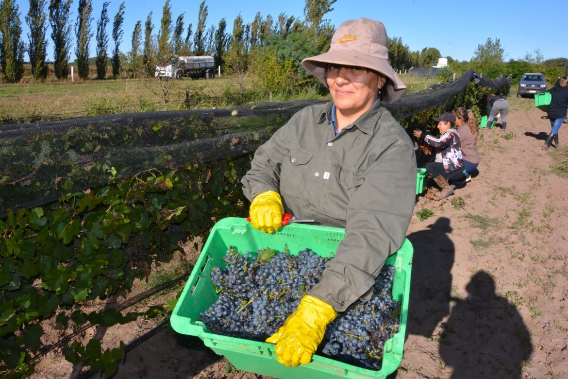 Cinco mujeres hacen la vendimia en Pichi Huinca