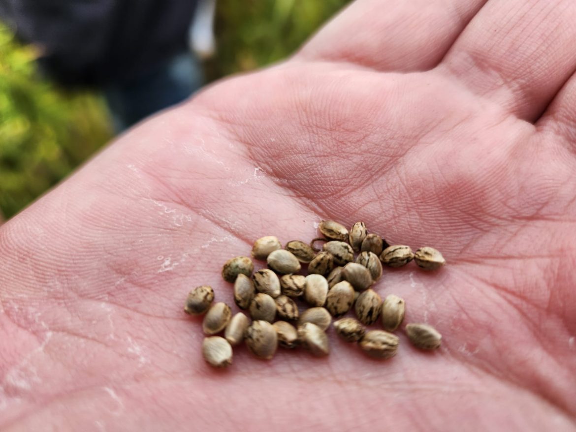 El 16 de abril, jornada sobre la industria del cáñamo en la provincia