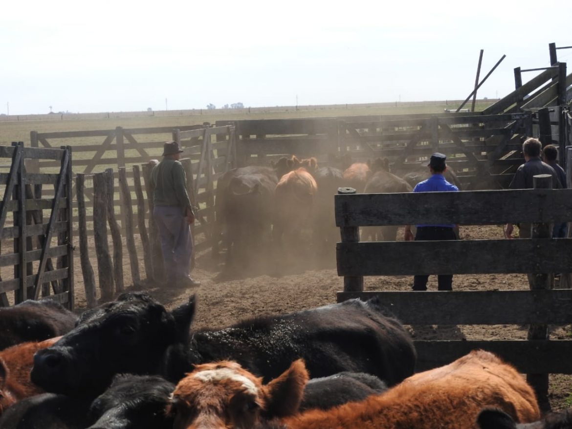 Detuvieron a cinco achenses por el robo de los 38 novillitos en Campos