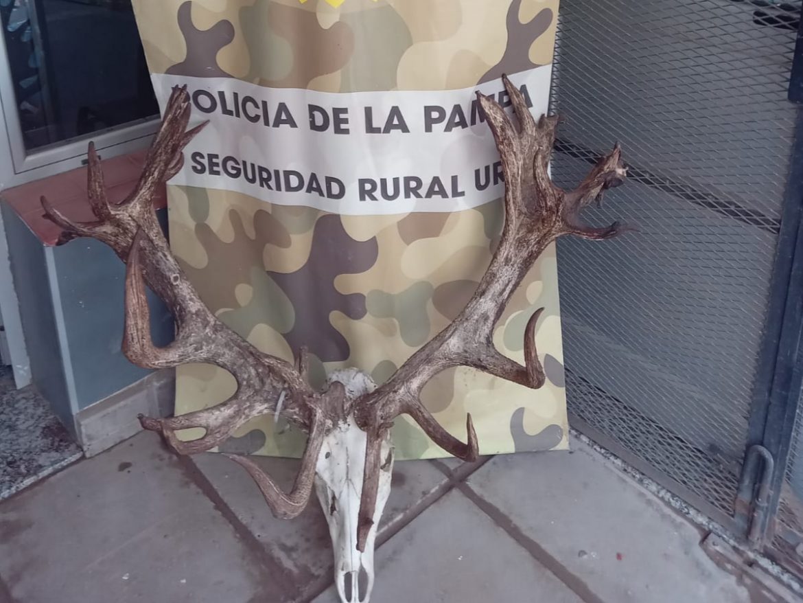 Recuperan una cabeza de ciervo valuada en 20 mil dólares