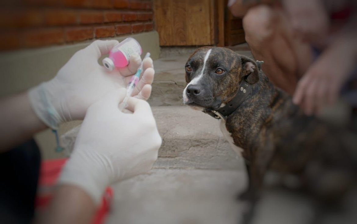 Encontraron un murciélago con rabia y vacunan a perros y gatos en un sector del barrio Aeropuerto
