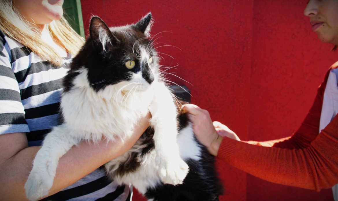 Vacunan a mascotas por otro murciélago con rabia en Santa Rosa