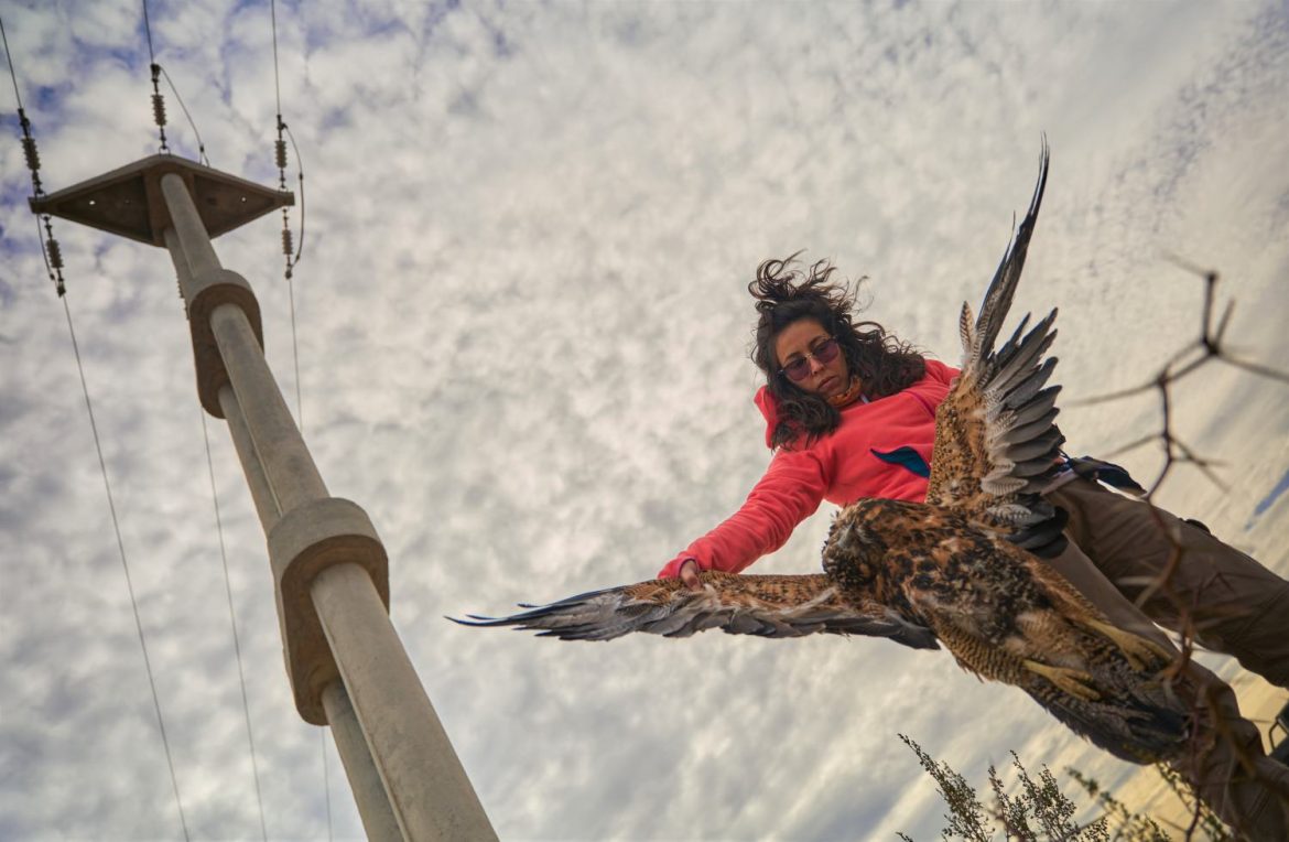Nuevos registros de mortandad masiva de aves rapaces por electrocución en la provincia
