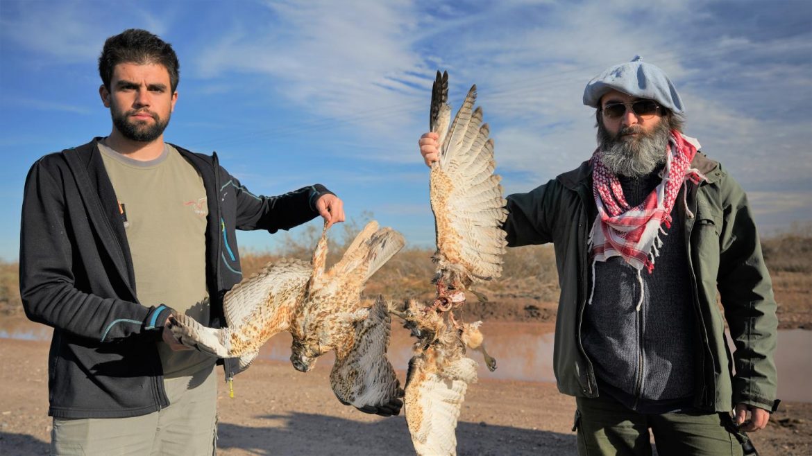 Más aves rapaces electrocutadas en el oeste pampeano: ya son al menos 60