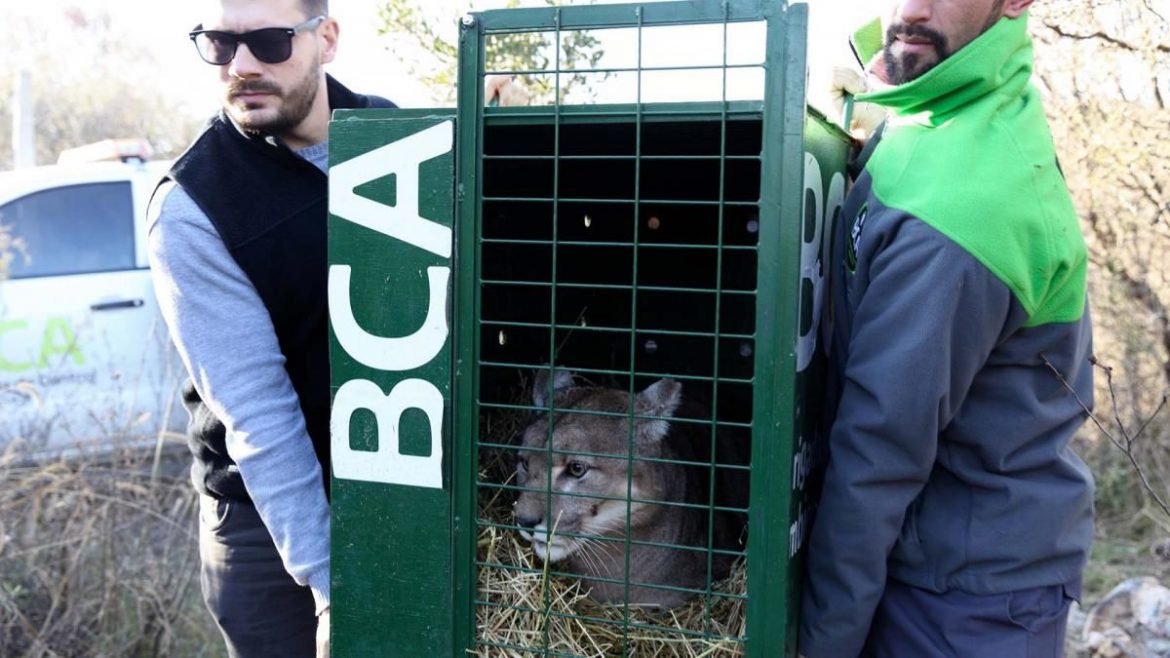 Rescataron a dos pumas de un coto de caza en La Pampa