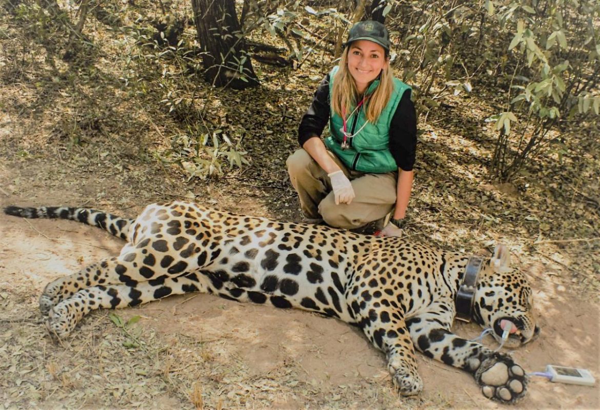 Una veterinaria de fauna silvestre trabajando en La Pampa