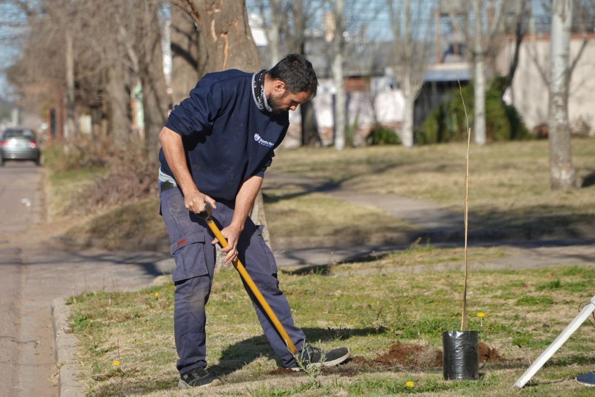 La intendencia de Santa Rosa plantó 60 árboles en dos barrios