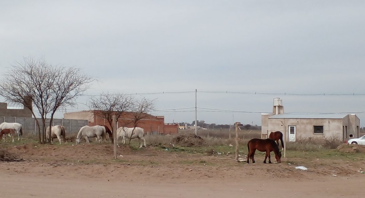 Caballos sueltos en Santa Rosa, un problema sin solución