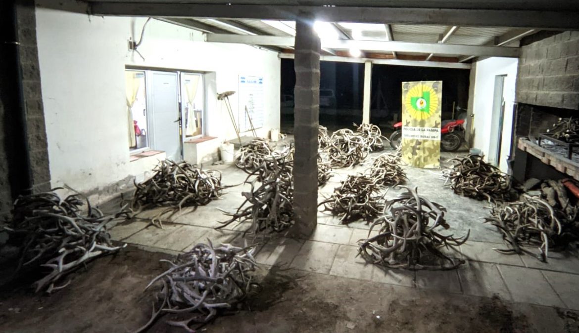 Decomisaron 500 astas de ciervo colorado