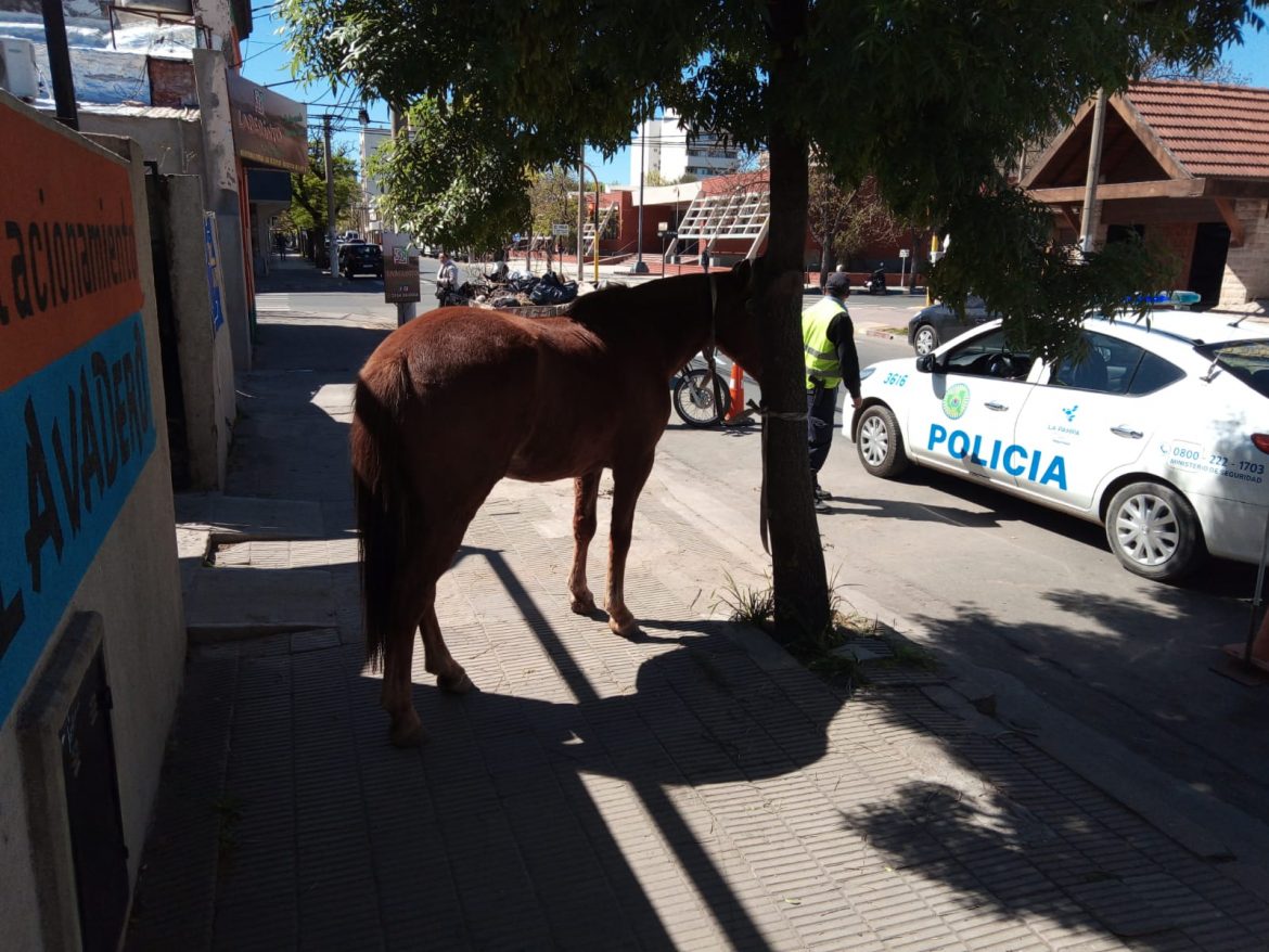 Dos caballos sueltos en pleno centro de Santa Rosa