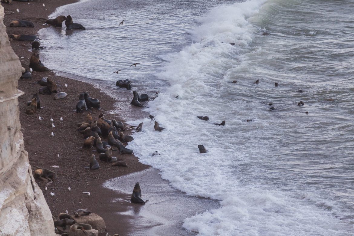 Influenza aviar: en solo dos semanas han muerto unos 200 lobos marinos en Chubut