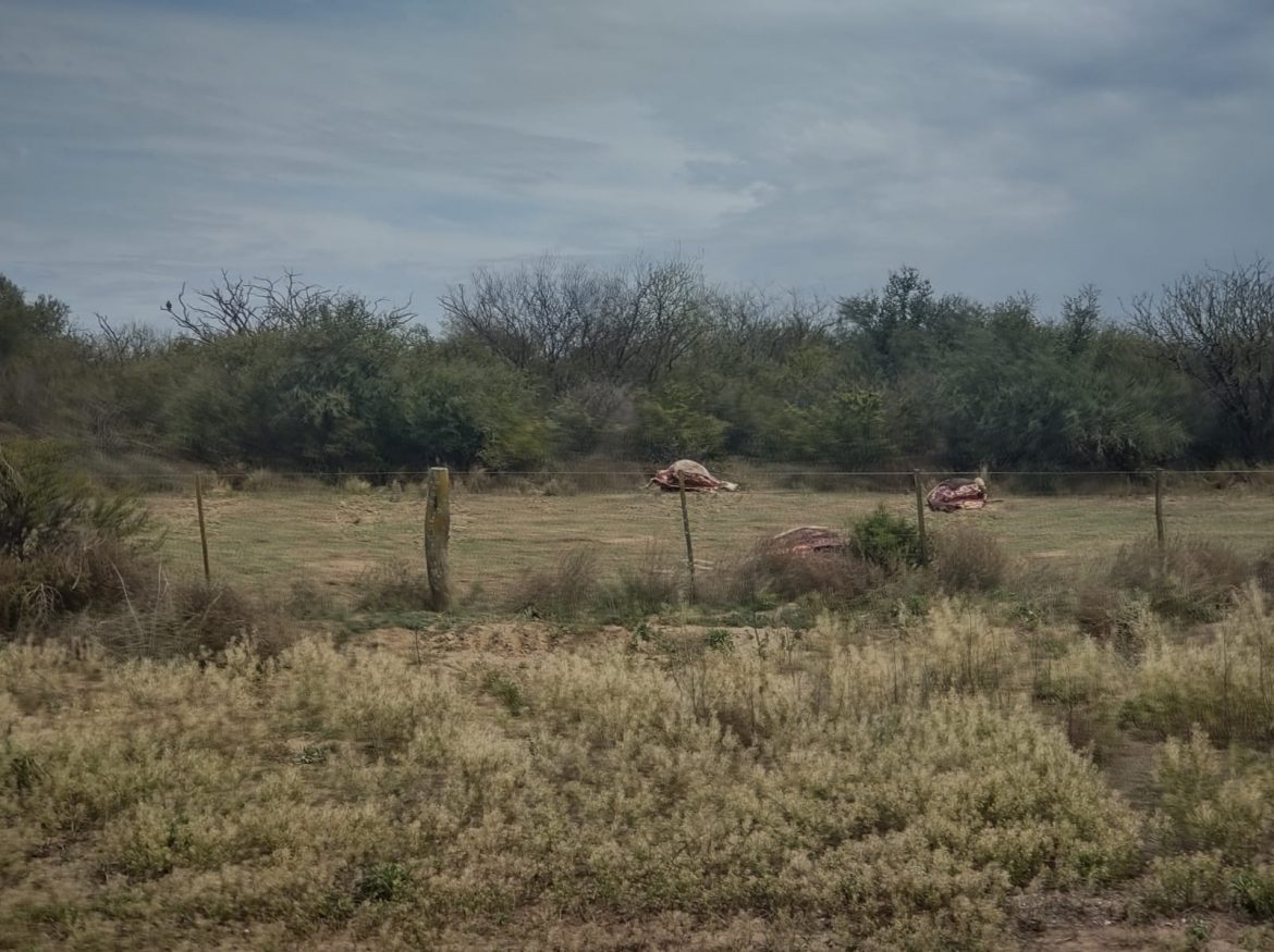 Abigeato en Ataliva Roca: mataron varias vacas y se llevaron solo sus cuartos y paletas