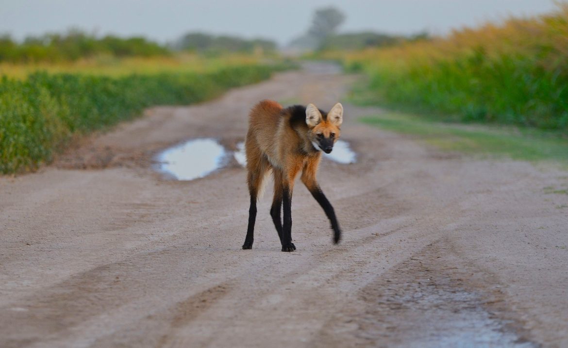 Ahora observan un aguará guazú en Uriburu: “Espero que no lo vayan a matar”