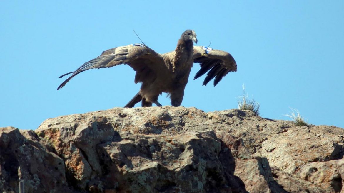 Liberaron a tres pichones de cóndor andino y ya son 69 los devueltos a la naturaleza