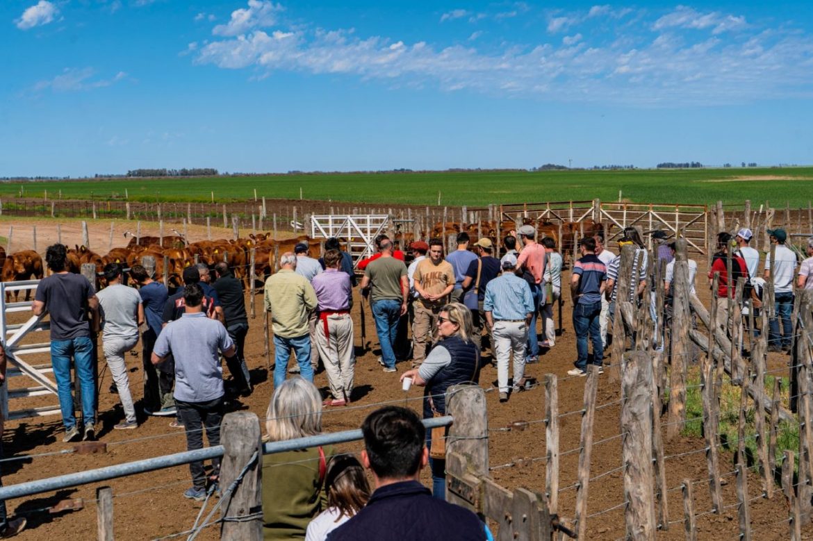 Experiencias de terneros sin castrarse en campos pampeanos: más rápido el engorde y con carne tierna