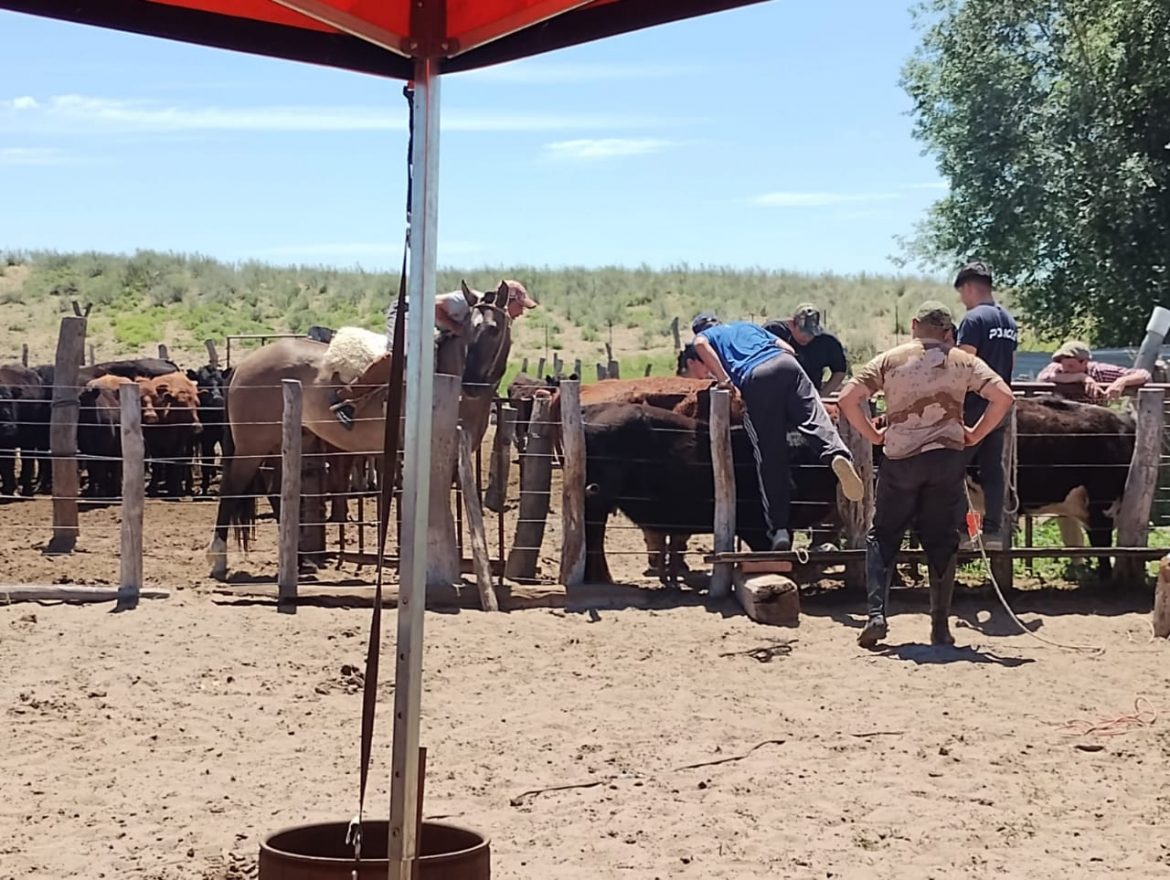 Otro allanamiento en un campo de San Luis por el robo de hacienda
